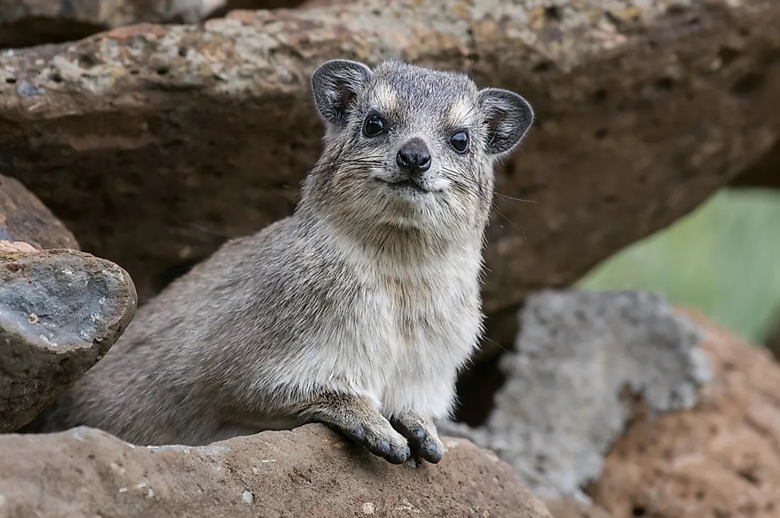 Hyrax Facts